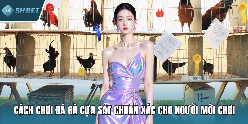 Cách Chơi Đá Gà Cựa Sắt Chuẩn Xác Cho Người Mới Chơi