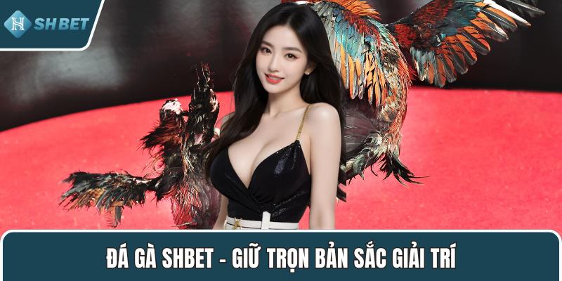 Đá gà SHBET – Giữ trọn bản sắc giải trí