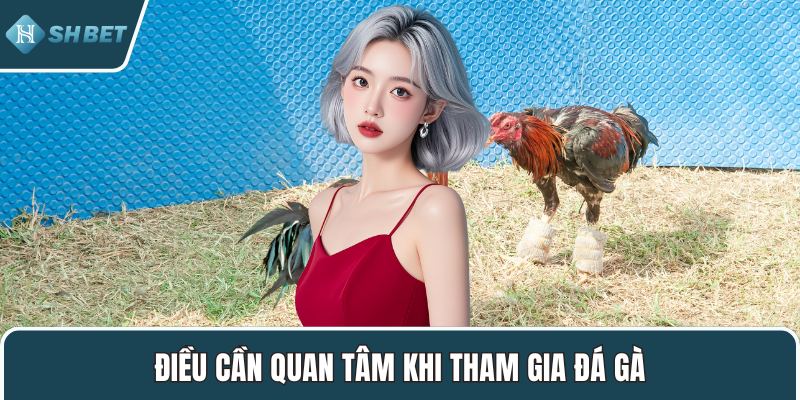 Điều cần quan tâm khi tham gia đá gà