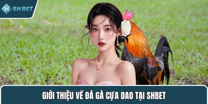Giới thiệu về đá gà cựa dao tại SHBET