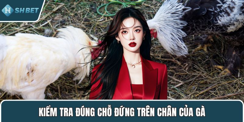 Kiểm tra đúng chỗ đứng trên chân của gà