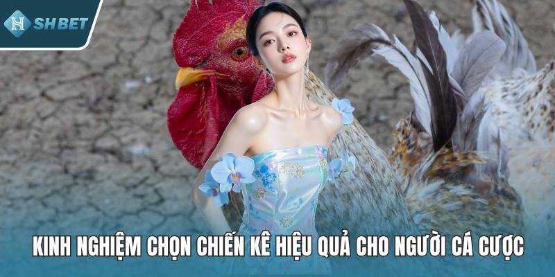 Kinh Nghiệm Chọn Chiến Kê Hiệu Quả Cho Người Cá Cược