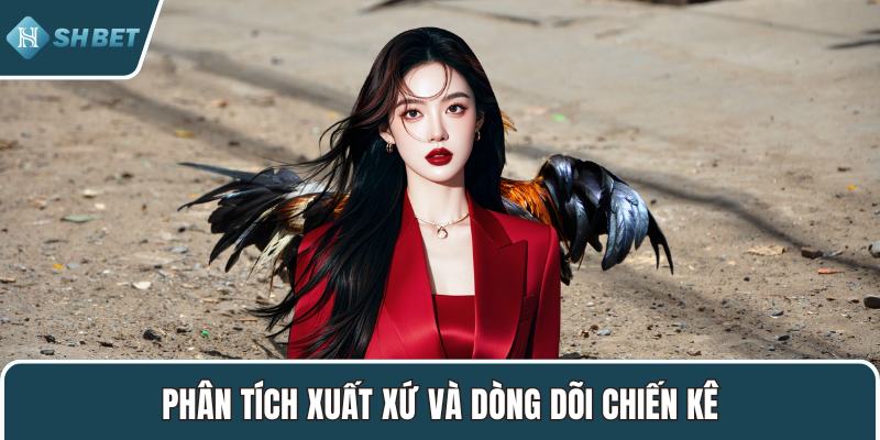 Phân tích xuất xứ và dòng dõi chiến kê