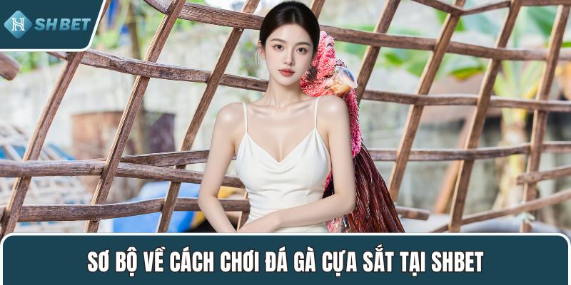 Sơ bộ về cách chơi đá gà cựa sắt tại SHBET