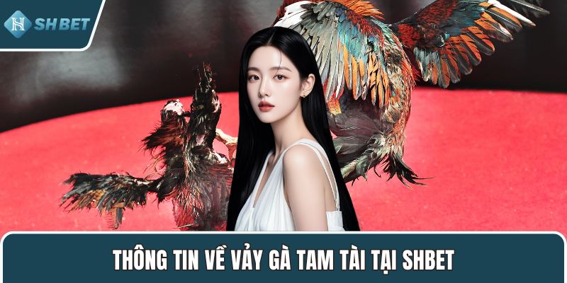 Thông tin về vảy gà tam tài tại SHBET