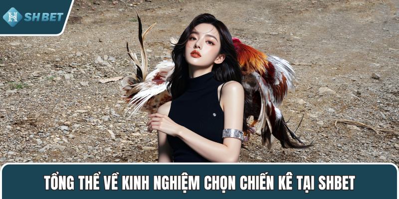 Tổng thể về kinh nghiệm chọn chiến kê tại SHBET