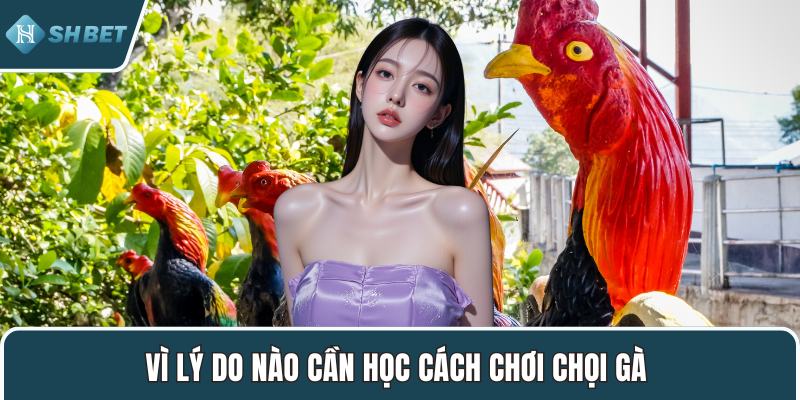 Vì lý do nào cần học cách chơi chọi gà